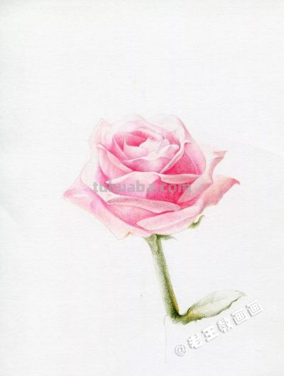 【每日一教】Day15 · 彩铅画出来的玫瑰花，比真的好看100倍 - 图画吧TUHUABA