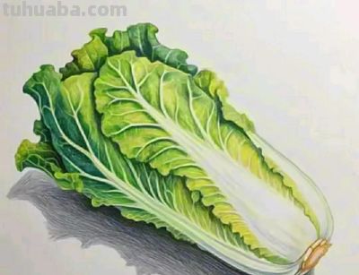 彩铅画（十六） - 图画吧TUHUABA