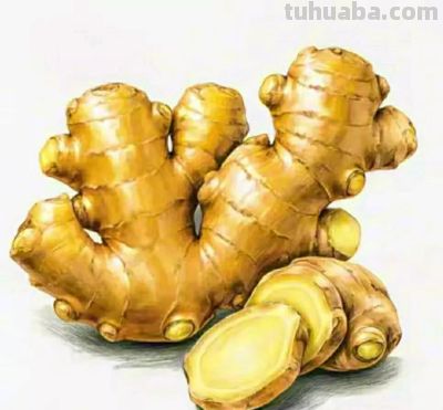 彩铅画（十六） - 图画吧TUHUABA