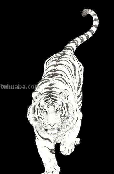 笔下生威！一组老虎素描线稿，把山林之王的霸气藏进线条里 - 图画吧TUHUABA