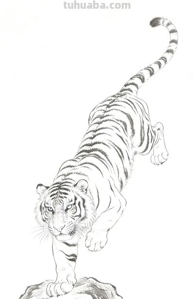 笔下生威！一组老虎素描线稿，把山林之王的霸气藏进线条里 - 图画吧TUHUABA