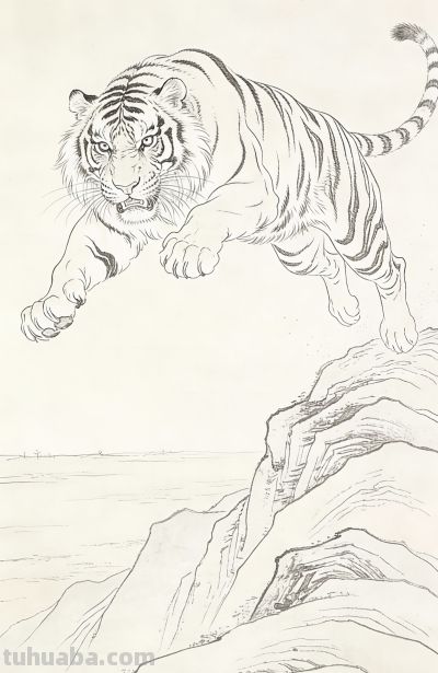 笔下生威！一组老虎素描线稿，把山林之王的霸气藏进线条里 - 图画吧TUHUABA