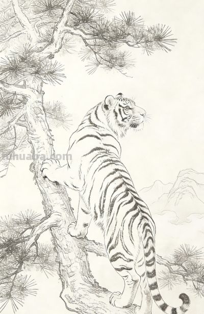 笔下生威！一组老虎素描线稿，把山林之王的霸气藏进线条里 - 图画吧TUHUABA