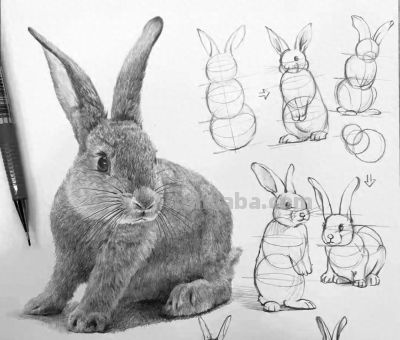 动物素描为什么很难造型？从局部到整体看画法，结构透视要画正确 - 今日头条