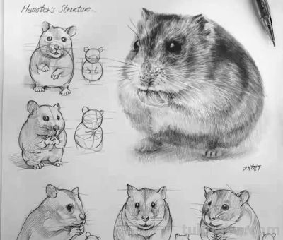 动物素描为什么很难造型?从局部到整体看画法,结构透视要画正确 - 今日头条 动物素描为什么很难造型?从局部到整体看画法,结构透视要画正确 - 图画吧TUHUABA