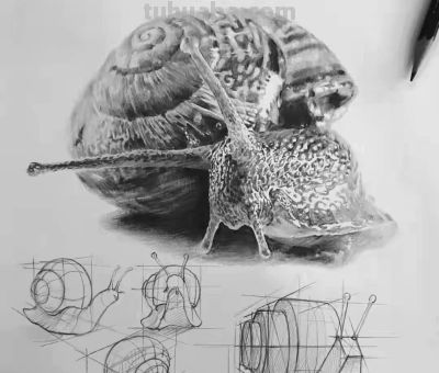 动物素描为什么很难造型?从局部到整体看画法,结构透视要画正确 - 今日头条 动物素描为什么很难造型?从局部到整体看画法,结构透视要画正确 - 图画吧TUHUABA