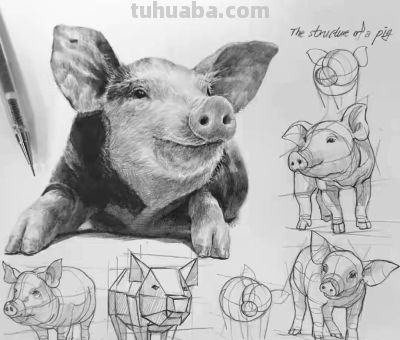 动物素描为什么很难造型?从局部到整体看画法,结构透视要画正确 - 今日头条 动物素描为什么很难造型?从局部到整体看画法,结构透视要画正确 - 图画吧TUHUABA
