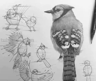 动物素描为什么很难造型?从局部到整体看画法,结构透视要画正确 - 今日头条 动物素描为什么很难造型?从局部到整体看画法,结构透视要画正确 - 图画吧TUHUABA