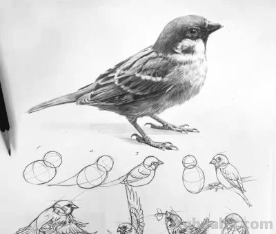 动物素描为什么很难造型?从局部到整体看画法,结构透视要画正确 - 今日头条 动物素描为什么很难造型?从局部到整体看画法,结构透视要画正确 - 图画吧TUHUABA