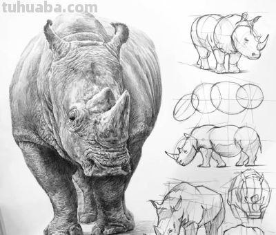 动物素描为什么很难造型?从局部到整体看画法,结构透视要画正确 - 今日头条 动物素描为什么很难造型?从局部到整体看画法,结构透视要画正确 - 图画吧TUHUABA