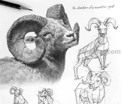 动物素描为什么很难造型?从局部到整体看画法,结构透视要画正确 - 今日头条 动物素描为什么很难造型?从局部到整体看画法,结构透视要画正确 - 图画吧TUHUABA