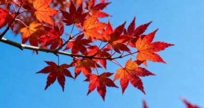 想拍好秋天的色彩，试一试这4种色调搭配 - 图画吧TUHUABA