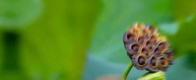 梦幻水彩丛林，自然之美尽收眼底！ - 今日头条