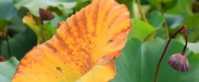 梦幻水彩丛林，自然之美尽收眼底！ - 图画吧TUHUABA