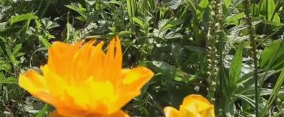 梦幻水彩丛林，自然之美尽收眼底！ - 图画吧TUHUABA