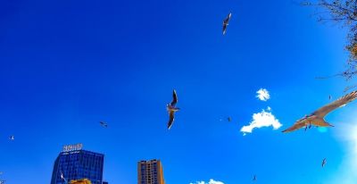 速写昆明遇见鸥！元旦滇池畔，画里藏着昆明的温柔跨年！ - 图画吧TUHUABA