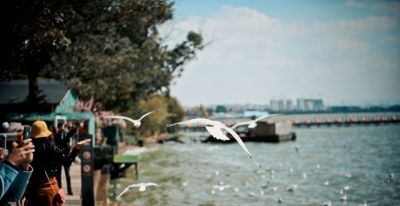 速写昆明遇见鸥！元旦滇池畔，画里藏着昆明的温柔跨年！ - 图画吧TUHUABA