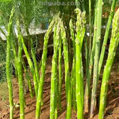 家庭芦笋种植全攻略：从播种到采收，一年比一年高产 - 今日头条