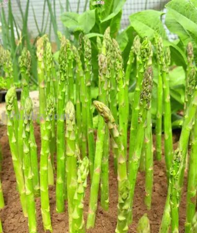家庭芦笋种植全攻略：从播种到采收，一年比一年高产 - 图画吧TUHUABA