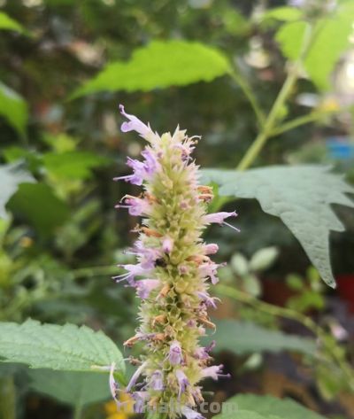 藿香家庭种植技巧 - 图画吧TUHUABA