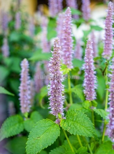 藿香家庭种植技巧 - 今日头条