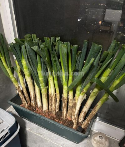 大葱家庭版种植 - 今日头条