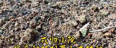 胡萝卜家庭种植，5-7天全部出苗，这样种植就可以！ - 今日头条