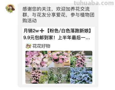 花店里常见花材，自己在家也能种，实现鲜切花自由 - 今日头条