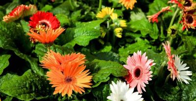 花店里常见花材，自己在家也能种，实现鲜切花自由 - 图画吧TUHUABA