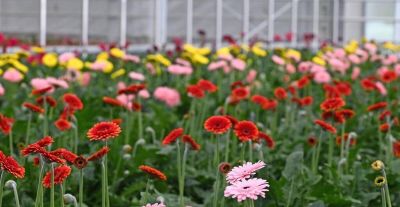 花店里常见花材，自己在家也能种，实现鲜切花自由 - 图画吧TUHUABA