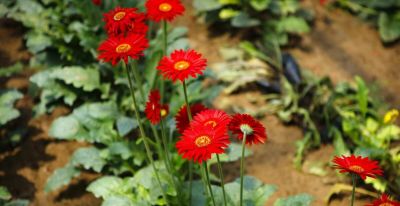 花店里常见花材，自己在家也能种，实现鲜切花自由 - 图画吧TUHUABA