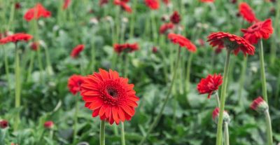 花店里常见花材，自己在家也能种，实现鲜切花自由 - 图画吧TUHUABA