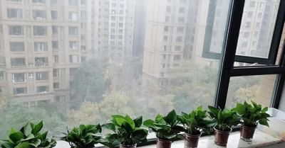 阳台易养花卉绿萝栽培经验 - 图画吧TUHUABA