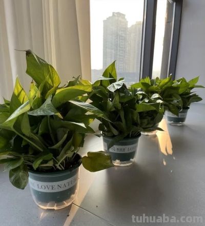 阳台易养花卉绿萝栽培经验 - 图画吧TUHUABA