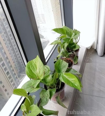 阳台易养花卉绿萝栽培经验 - 图画吧TUHUABA