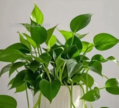 绿萝叶子发黄的原因以及解决方法 - 图画吧TUHUABA