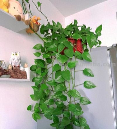 绿萝最喜欢“3种水”,不是淘米水,只需一点点,叶子绿的反光 - 今日头条 绿萝最喜欢“3种水”,不是淘米水,只需一点点,叶子绿的反光 - 图画吧TUHUABA