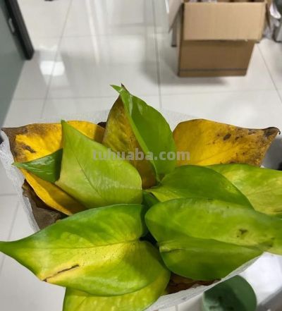 绿萝最喜欢“3种水”,不是淘米水,只需一点点,叶子绿的反光 - 今日头条 绿萝最喜欢“3种水”,不是淘米水,只需一点点,叶子绿的反光 - 图画吧TUHUABA