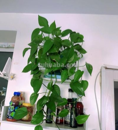 绿萝最喜欢“3种水”,不是淘米水,只需一点点,叶子绿的反光 - 今日头条 绿萝最喜欢“3种水”,不是淘米水,只需一点点,叶子绿的反光 - 图画吧TUHUABA