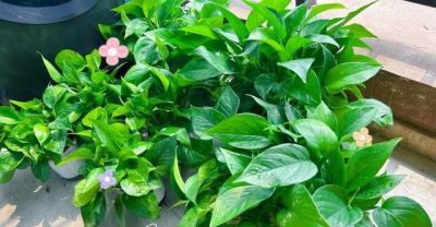 绿萝最喜欢“3种水”,不是淘米水,只需一点点,叶子绿的反光 - 今日头条 绿萝最喜欢“3种水”,不是淘米水,只需一点点,叶子绿的反光 - 图画吧TUHUABA