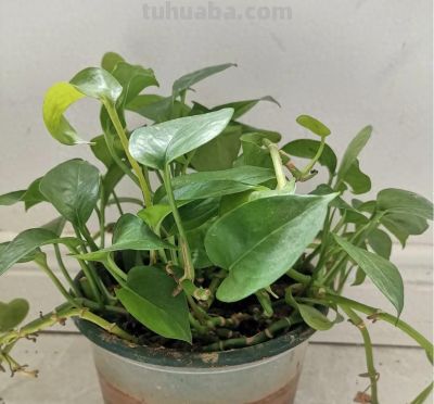 绿萝已被拉入了黑名单，原因有4个，花友们别再养了 - 今日头条