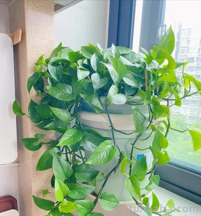 绿萝已被拉入了黑名单，原因有4个，花友们别再养了 - 图画吧TUHUABA