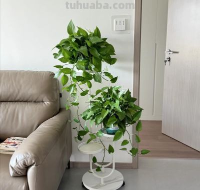 绿萝已被拉入了黑名单，原因有4个，花友们别再养了 - 图画吧TUHUABA