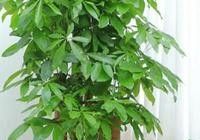 叔叔阿姨别再瞎养了！发财树黄叶烂根？就差这3步叶绿根壮不黄叶 - 图画吧TUHUABA