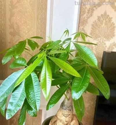 冬天买发财树，活不过立春，养花大神都养不活，养护难度10星 - 图画吧TUHUABA