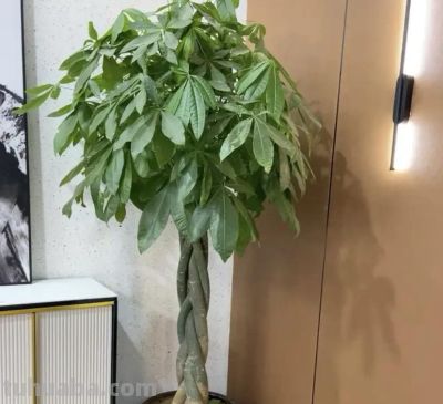 冬天买发财树，活不过立春，养花大神都养不活，养护难度10星 - 图画吧TUHUABA