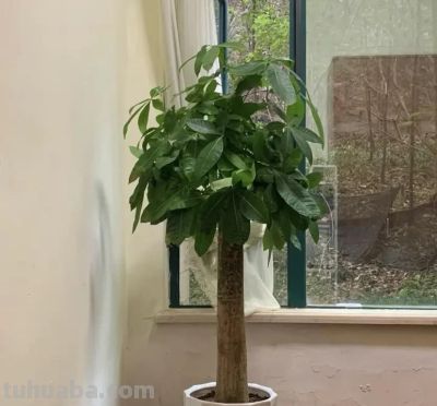 冬天买发财树，活不过立春，养花大神都养不活，养护难度10星 - 图画吧TUHUABA