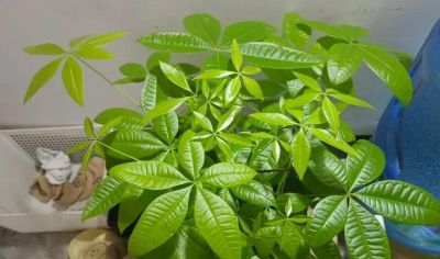 冬天买发财树，活不过立春，养花大神都养不活，养护难度10星 - 图画吧TUHUABA