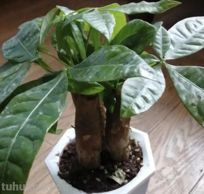 冬天买发财树，活不过立春，养花大神都养不活，养护难度10星 - 图画吧TUHUABA