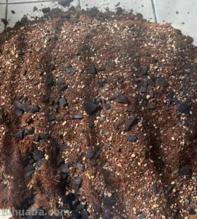 冬天买发财树，活不过立春，养花大神都养不活，养护难度10星 - 图画吧TUHUABA